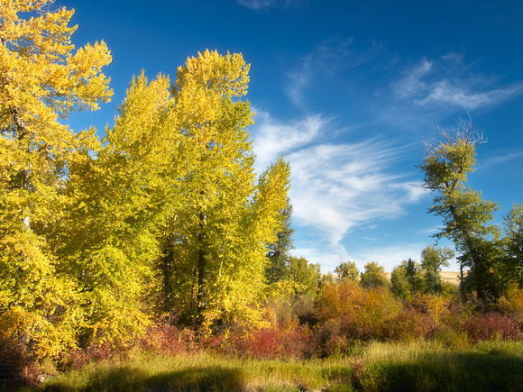 Fall colour - Douglas Lake Ranch