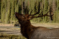 Elk roamed in and around the area of our campsite just 2km from the village of Jasper