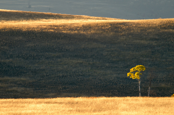 Lone tree on the hills above Quilchena