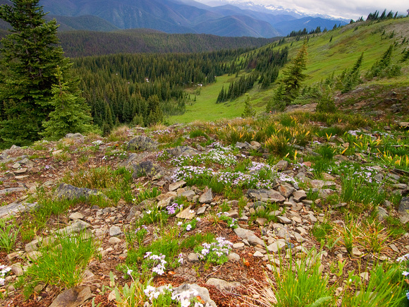 Wildflowers and the alpine meadows of Manning Park