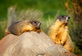 Hoary Marmots sunning themselves on a rock beside the road.
