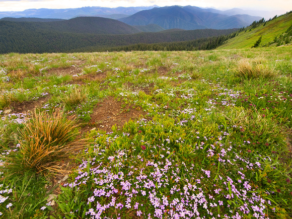 Wildflowers growing in the alpine meadows of Manning Park, looking south.