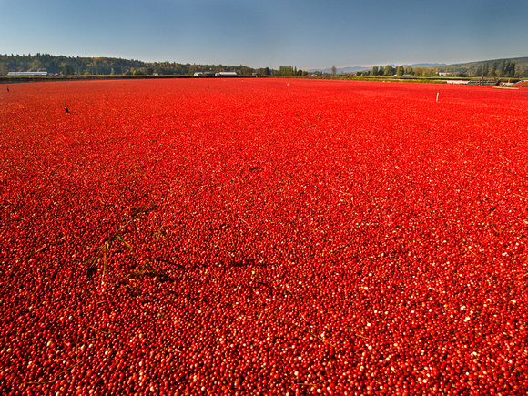 Cranberry Fields - The fields are flooded and the bushes are beaten so the berries float to the top