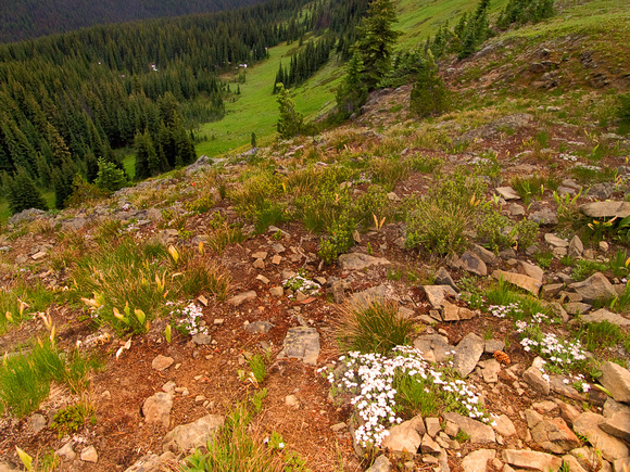 The wildflowers of Manning Parks alpine meadows