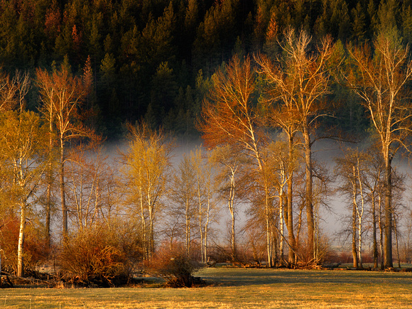 Morning sun with mist rising over the Nicola River