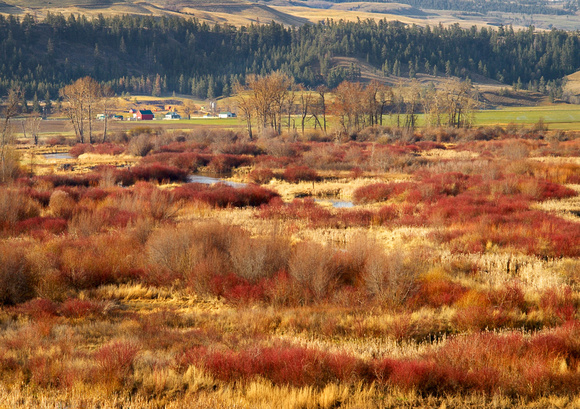 Swamp area outside Quilchena in autumn colour