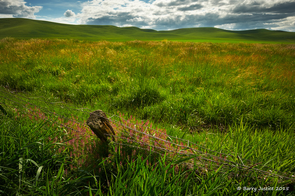 Palouse Marsh with distant hills