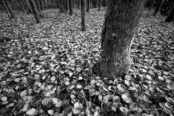 Fallen leaves along the Chilliwack River road.