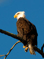 Bald Eagle taken in Mission