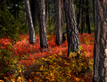 Autumn colour below the Pines on the Kane Valley Road.