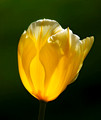 Backlit Tulip - Minter Gardens Rosedale