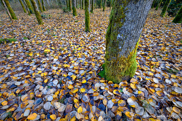 Fallen leaves along the Chilliwack River road.