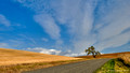 Lone Tree in the Palouse