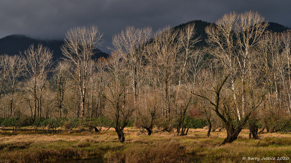 Storm light lighting up the trees in Dewdney Slough in Deroche,  BC