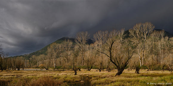 Late afternoon light makes the trees come alive in Dewdney Slough.