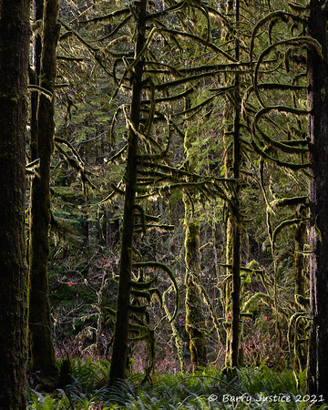 Trees and moss at Golden Ears Provincial Park