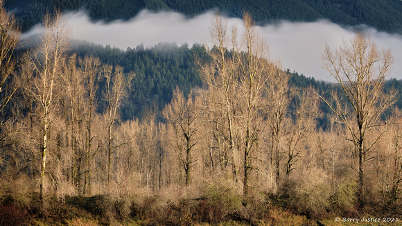 Late afternoon light on the trees at Dewdney Slough