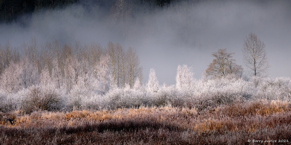 Frost covered trees at Pitt Polder