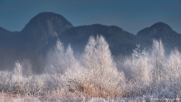 Frost covered trees at Pitt Polder