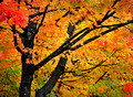 Autumn Colour at Deer Lake Park