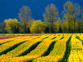 Agassiz Tulip Fields
