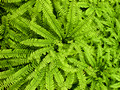 I love the smell of ferns it reminds me of the holidays we use to take in Brecon Beacons in Wales