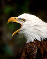 Bald Eagle- The eagles come to feast on the spawning salmon in the Harrison area