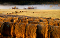 Hay bales and mist in the early morning sun, 6:30 am