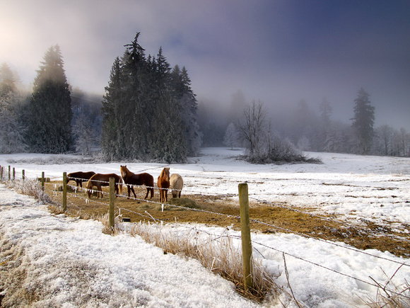 Winter scene in Glenn Valley