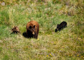 Mother bear and cubs, Logan Lake BC