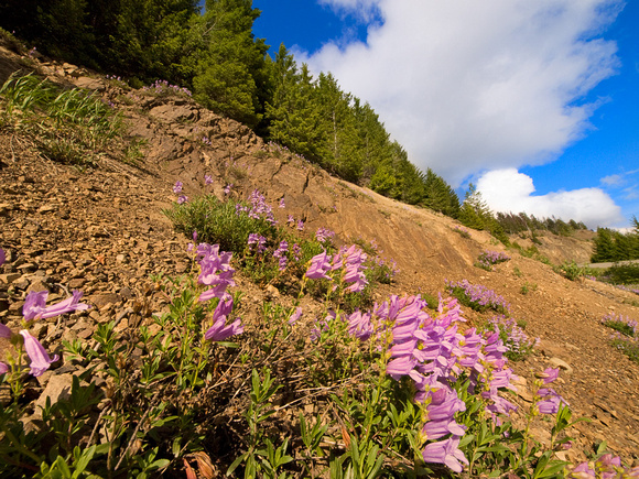 Wildflowers growing along the road in Manning Park