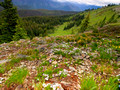 Wildflowers and the alpine meadows of Manning Park