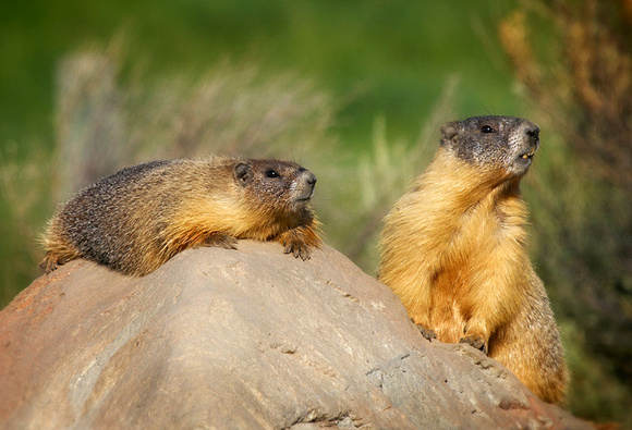 Hoary Marmots sunning themselves on a rock beside the road.