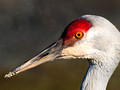Sandhill Crane - Reifel Bird Sanctuary Richmond