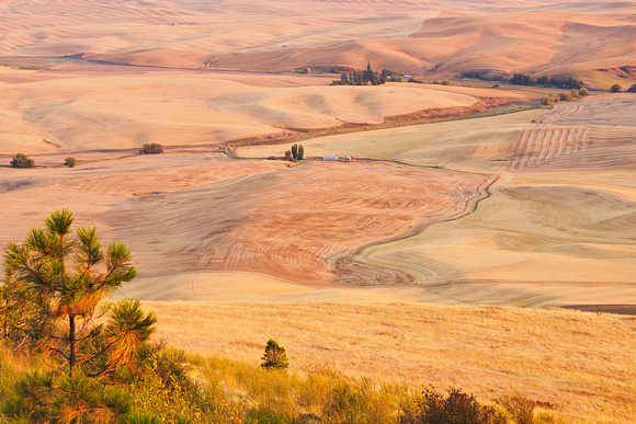 Early autumn in the Palouse