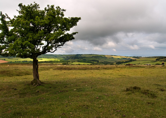 Exmoor - Taken in the area of Middle Hill