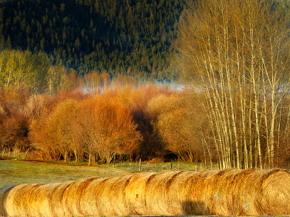 Early morning sun lighting up bales of hay