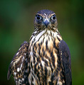 Merlin - A small hawk; the red spots near his beak are bits of meat from a recent feast.