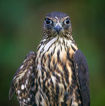 Merlin - A small hawk; the red spots near his beak are bits of meat from a recent feast.