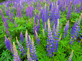 Wild Lupines -These Lupines grow along the Lougheed Highway each year.