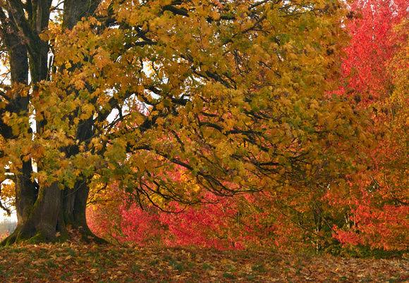 Fall colour in the Bradner area